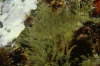 Aglaophenia octodonta