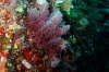 Derbes Korallenmoos
