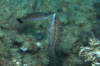 Schwarzschwanz-Lippfisch 