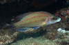 Pfauen-Lippfisch