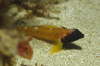 Gelber Spitzkopfschleimfisch