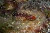 Gelber Spitzkopfschleimfisch